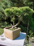 juniperus 3.JPG